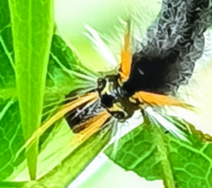 Phaegopterina