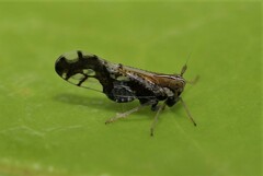Liburniella ornata