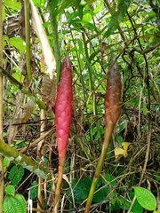 Zingiberaceae