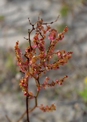 Rumex hastatulus