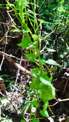 Mikania cordifolia