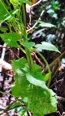Mikania cordifolia