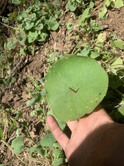 Claytonia perfoliata