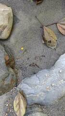 Pseudatteria volcanica