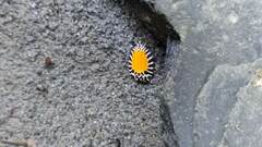 Pseudatteria volcanica