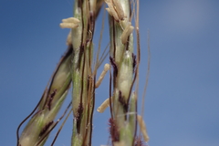 Dichanthium annulatum annulatum