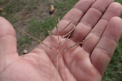 Dichanthium annulatum annulatum
