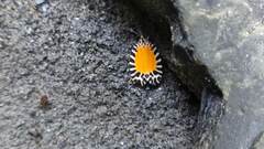 Pseudatteria volcanica