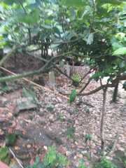 Amazona ochrocephala