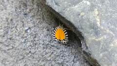 Pseudatteria volcanica