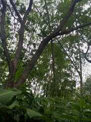 Comocladia macrophylla