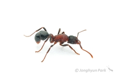 Stictoponera bicolor