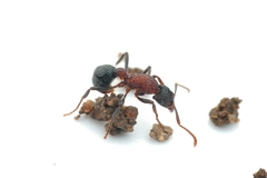 Stictoponera bicolor