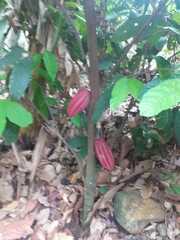 Theobroma cacao