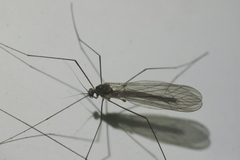 Trichocera