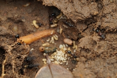 Stictoponera bicolor