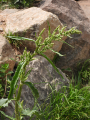 Rumex longifolius