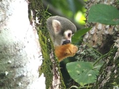 Saimiri sciureus