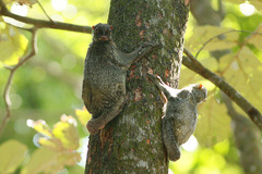 Galeopterus variegatus