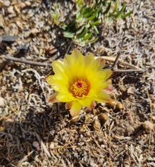 Parodia mammulosa