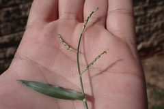 Urochloa distachya