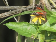 Anartia amathea