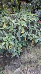 Brugmansia aurea