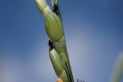 Urochloa distachya