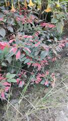 Euphorbia pulcherrima