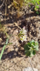 Nothoscordum gracile