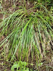 Lomandra densiflora