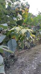 Euphorbia pulcherrima