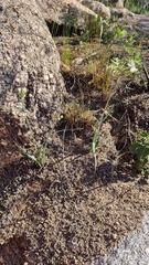 Nothoscordum gracile