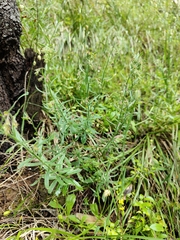 Gonocarpus elatus