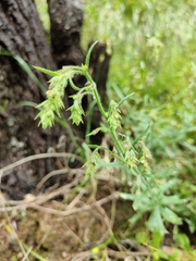 Gonocarpus elatus