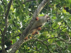 Saimiri sciureus