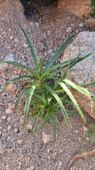 Eryngium horridum