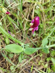 Lathyrus tingitanus