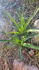 Eryngium horridum
