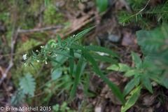 Symphyotrichum lateriflorum lateriflorum