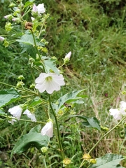 Malva weinmanniana