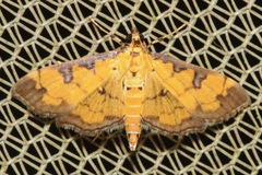 Ategumia ebulealis