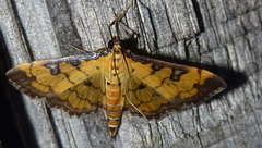 Ategumia ebulealis