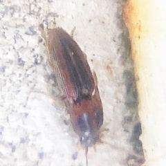 Conoderus auritus