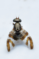 Dyscrasis hendeli