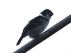 Sporophila americana