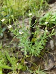 Vittadinia cuneata