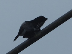 Sporophila americana