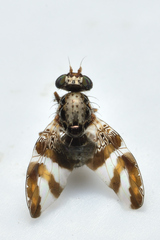 Dyscrasis hendeli