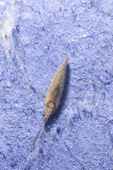 Micromus angulatus